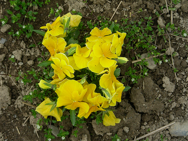 pansy in flower